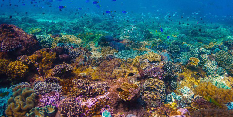 Governo federal cria estratégia para conservação e uso sustentável de recifes de coral no Brasil Governo federal cria estratégia para conservação e uso sustentável de recifes de coral no Brasil