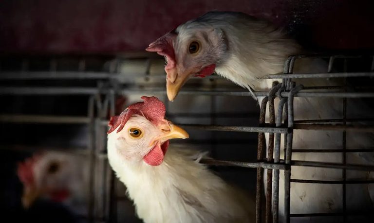 Gripe aviária: 16 países retiram restrições à carne de aves brasileiras Gripe aviária: 16 países retiram restrições à carne de aves brasileiras
