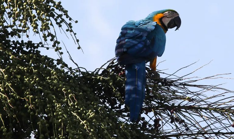 Ministério escolhe consultoria para impulsionar turismo de observação de aves Ministério escolhe consultoria para impulsionar turismo de observação de aves