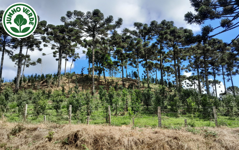 Na Semana Mundial do Meio Ambiente, Brasil cria três unidades de conservação Na Semana Mundial do Meio Ambiente, Brasil cria três unidades de conservação