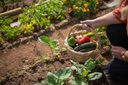 AgroAmigo impulsiona agricultura familiar e ajuda Brasil a sair do Mapa da Fome AgroAmigo impulsiona agricultura familiar e ajuda Brasil a sair do Mapa da Fome