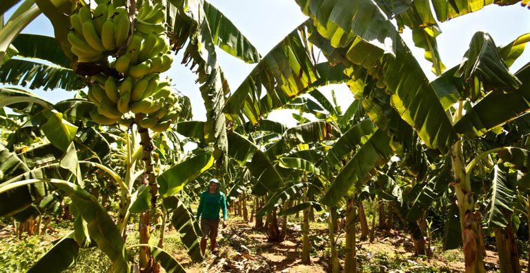 Crédito do Banco do Nordeste para fruticultura alagoana cresce 16,5% com destaque para bananicultura