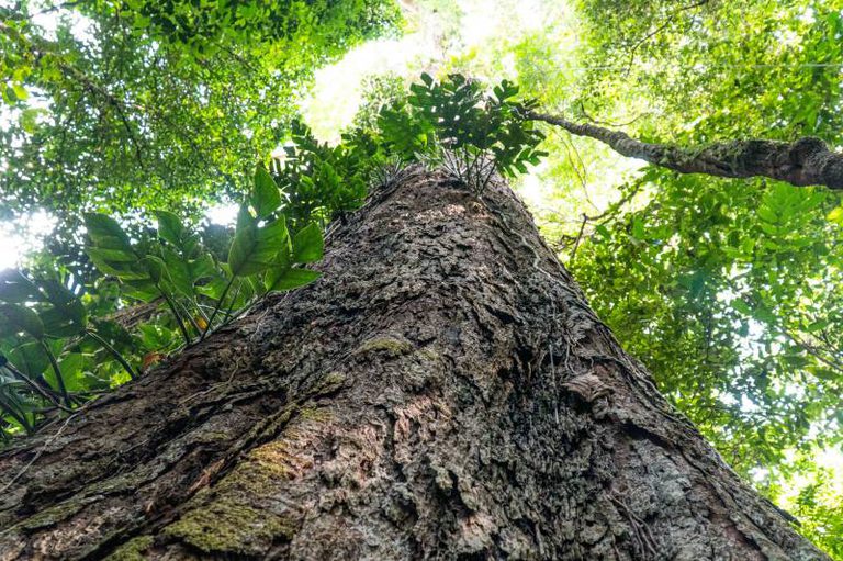Embrapa e Federal do Ceará revelam árvores mais fortes para restaurar florestas Embrapa e Federal do Ceará revelam árvores mais fortes para restaurar florestas