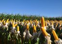 Alternativa aos químicos, biofungicida controla fungos de solo com até 80% de eficiência