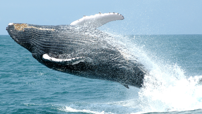 Turismo Responsável movimenta a economia e protege fauna marinha brasileira Turismo Responsável movimenta a economia e protege fauna marinha brasileira