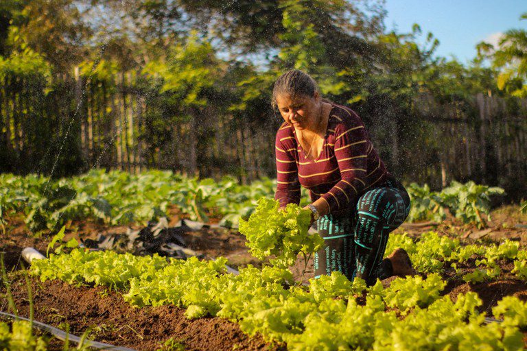Programa de Aquisição de Alimentos, 22 anos: o Brasil vencendo a fome Programa de Aquisição de Alimentos, 22 anos: o Brasil vencendo a fome