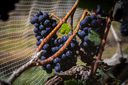 Vinhos de inverno no Cerrado: o DF como nova fronteira da vitivinicultura nacional