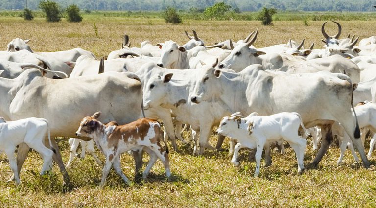 Abate de animais, produção de ovos e aquisição de leite crescem no 2º trimestre