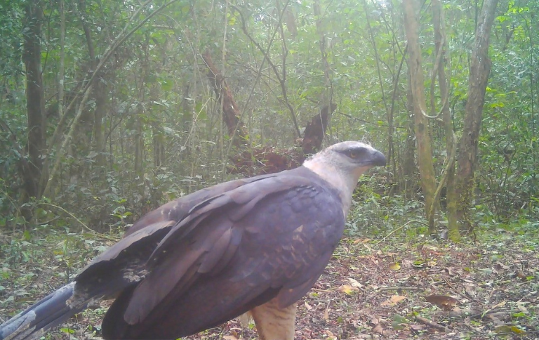 Ave de rapina rara é registrada pela primeira vez em vídeo no Parque Nacional do Iguaçu Ave de rapina rara é registrada pela primeira vez em vídeo no Parque Nacional do Iguaçu