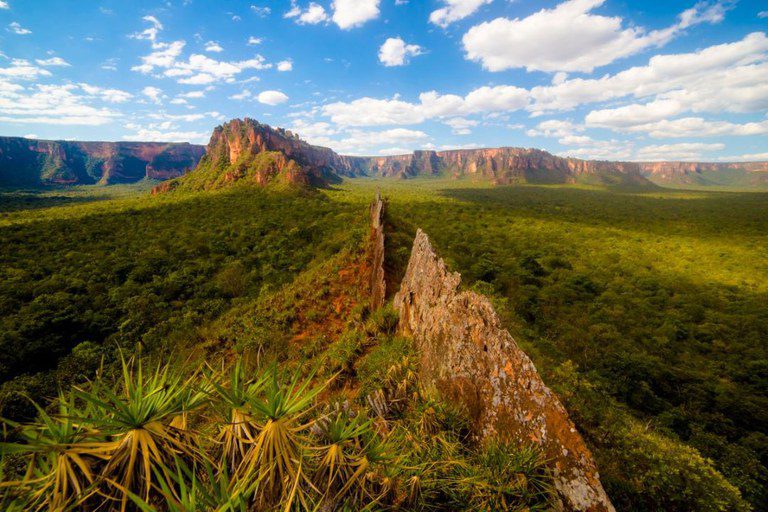 BNDES terá R$ 100 milhões para restauração de biomas em nova fase do Floresta Viva BNDES terá R$ 100 milhões para restauração de biomas em nova fase do Floresta Viva