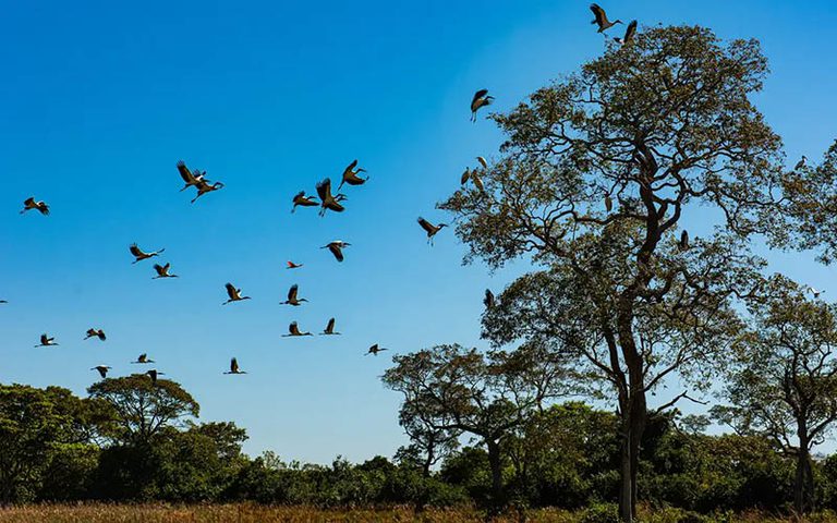 Justiça confirma legitimidade do Ibama para proteger o bioma do Pantanal Justiça confirma legitimidade do Ibama para proteger o bioma do Pantanal