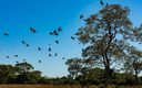 Justiça confirma legitimidade do Ibama para proteger o bioma do Pantanal Justiça confirma legitimidade do Ibama para proteger o bioma do Pantanal