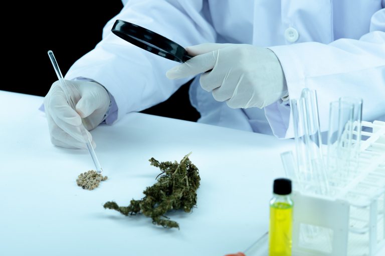Embrapa fecha acordo para pesquisas sobre cultivo de cannabis para fins medicinais