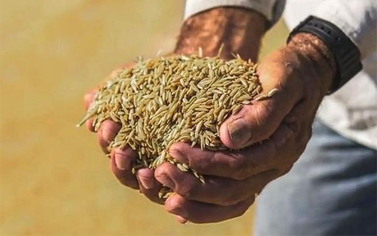 Retomada de estoques de arroz após 11 anos traz segurança a produtor e a consumidor