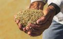 Retomada de estoques de arroz após 11 anos traz segurança a produtor e a consumidor Retomada de estoques de arroz após 11 anos traz segurança a produtor e a consumidor