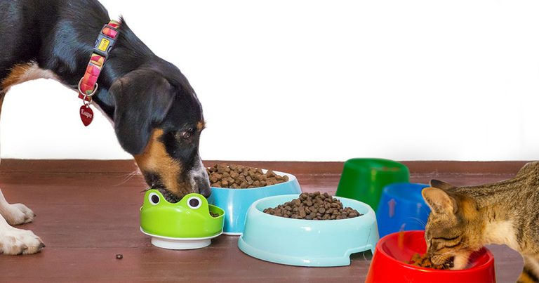 422º novo mercado: Japão vai comprar 'pet food' produzida no Brasil 422º novo mercado: Japão vai comprar 'pet food' produzida no Brasil