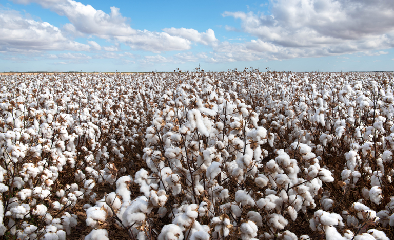 Agropecuária cresce mais de 10% no segundo trimestre de 2025