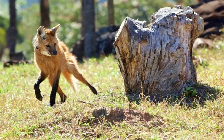 Lobo-guará é amigo da agropecuária e pode beneficiar produção