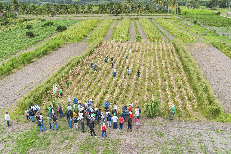 Brasil sedia início de projeto agroecológico com países do Sul Global e apoio da UE Brasil sedia início de projeto agroecológico com países do Sul Global e apoio da UE