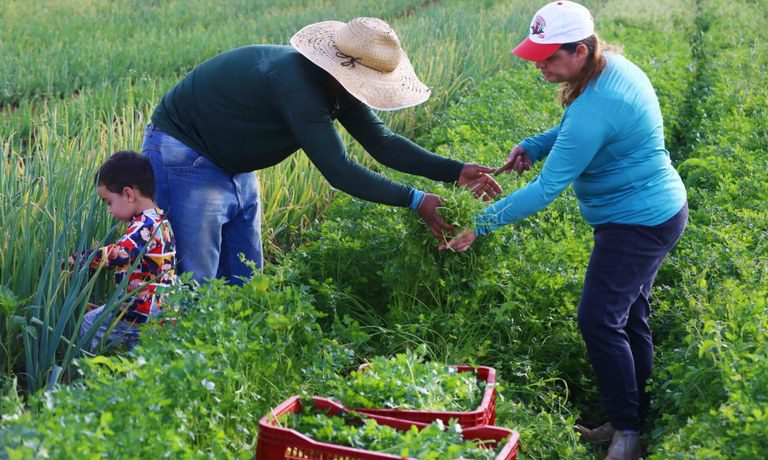 Publicada MP que garante R$ 12 bi em crédito extraordinário para produtores rurais Publicada MP que garante R$ 12 bi em crédito extraordinário para produtores rurais