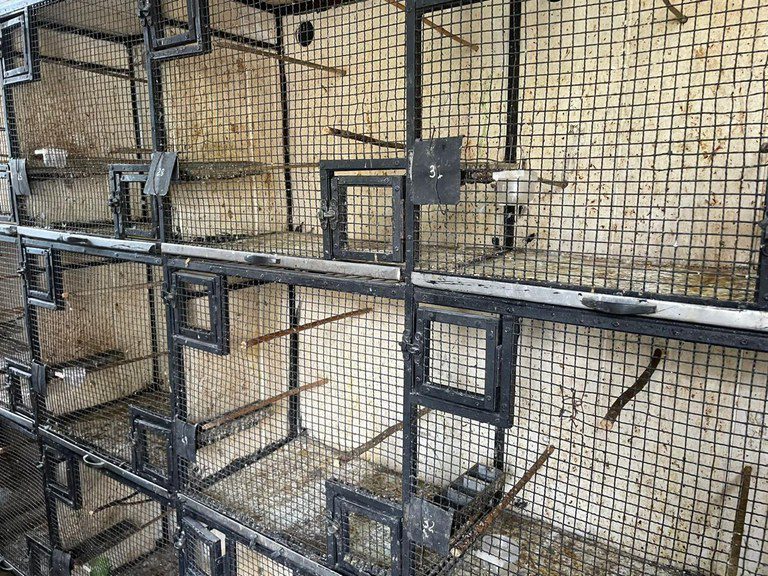 PF faz operação para combater o tráfico de animais silvestres no Rio de Janeiro