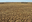 Plano de Ação Brasileiro de Combate à Desertificação é aprovado por unanimidade