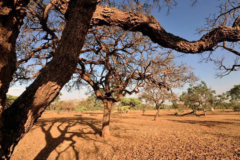 Com ações para os próximos 20 anos, Plano de Combate à Desertificação é aprovado