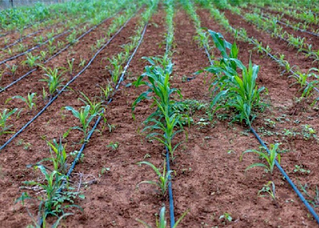 Água do São Francisco impulsiona produção e renda em comunidades reassentadas Água do São Francisco impulsiona produção e renda em comunidades reassentadas