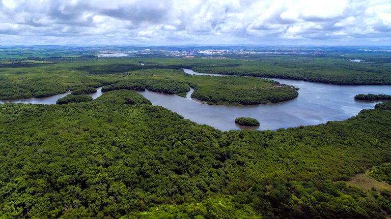 BNDES tem recorde de investimentos em florestas após reativação do Fundo Amazônia