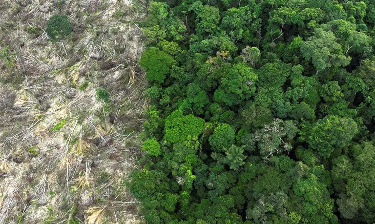 Brasil levará soluções financeiras à COP 30 para frear desmatamento e atrair investimento