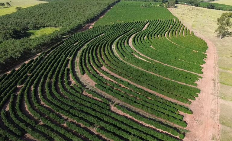 Café arábica da Nova Alta Paulista recebe selo de indicação geográfica Café arábica da Nova Alta Paulista recebe selo de indicação geográfica