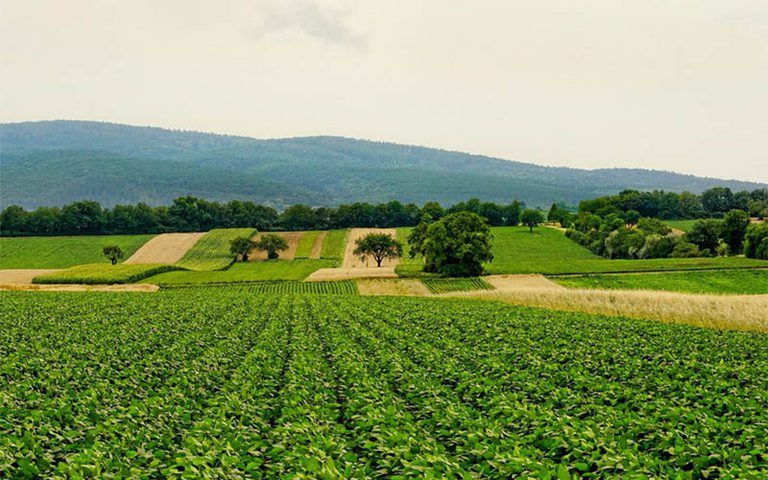COP 30 mostrará a experiência da agricultura tropical sustentável brasileira para o mundo COP 30 mostrará a experiência da agricultura tropical sustentável brasileira para o mundo