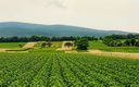 COP 30 mostrará a experiência da agricultura tropical sustentável brasileira para o mundo COP 30 mostrará a experiência da agricultura tropical sustentável brasileira para o mundo