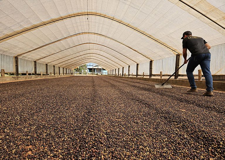 Espécie de café criada para a Amazônia dá lucro e protege o ambiente em Rondônia Espécie de café criada para a Amazônia dá lucro e protege o ambiente em Rondônia