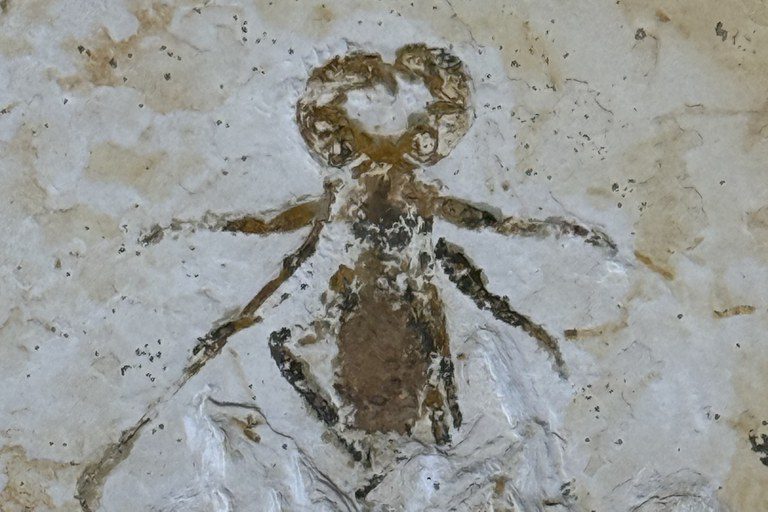 Fóssil raro de escorpião-vinagre repatriado ficará em museu científico no Ceará Fóssil raro de escorpião-vinagre repatriado ficará em museu científico no Ceará