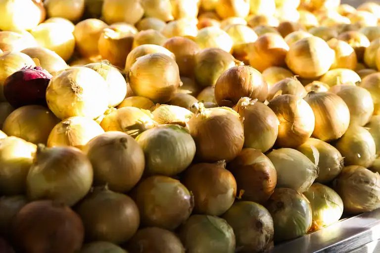Conab: preços de hortaliças seguem em queda nos mercados atacadistas Conab: preços de hortaliças seguem em queda nos mercados atacadistas