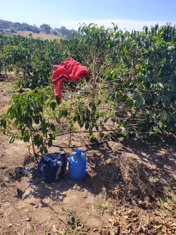13 pessoas são resgatadas de condição análoga à escravidão em fazenda de café de SP