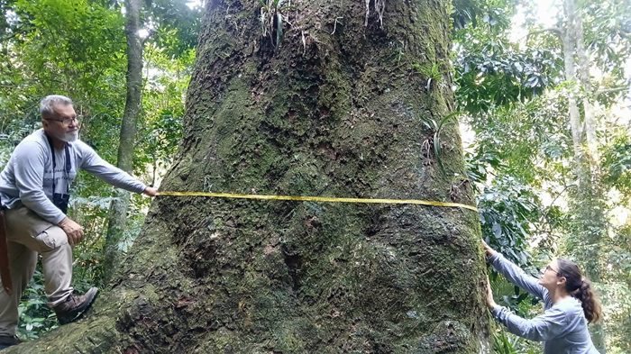 Jequitibá-rosa de 500 anos é registrado pela Fiocruz em parque na cidade do Rio