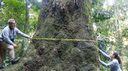 Jequitibá-rosa de 500 anos é registrado pela Fiocruz em parque na cidade do Rio