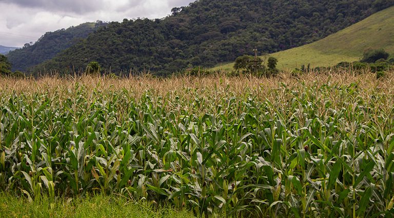 Produtores aumentam área plantada e cresce projeção para safra recorde em 2025 Produtores aumentam área plantada e cresce projeção para safra recorde em 2025