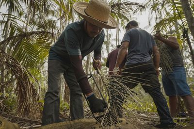 Programa de recuperação de áreas degradadas será uma das iniciativas apresentadas na COP 30