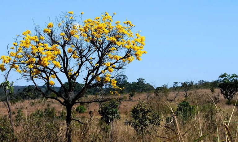 Redução do desmatamento capacita Mato Grosso do Sul e Goiás a captar recursos Redução do desmatamento capacita Mato Grosso do Sul e Goiás a captar recursos
