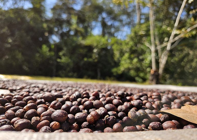 robusta_am.jpg robusta_am.jpg