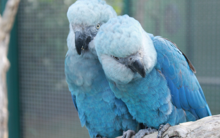 Ararinhas-azuis que estavam em vida livre testam positivo para circovírus