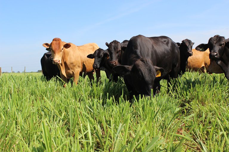 Carne Baixo Carbono, anunciada na COP30, fortalece a pecuária sustentável