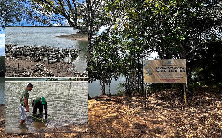Cultivo sustentável de ostras no Pará é modelo de união entre comunidade ativa e Estado presente