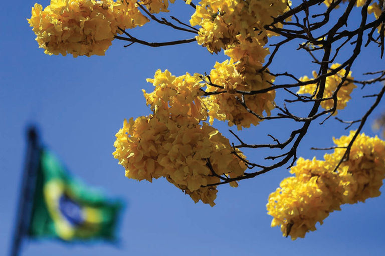 Índice de confiança da população no Governo do Brasil tem alta de 12 pontos a partir de 2023