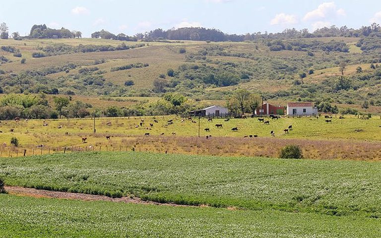 Pampa, bioma com 190 mil km² no Sul do País, está integrado às discussões da COP 30