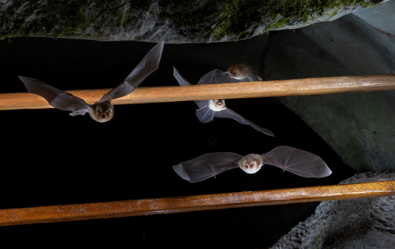 Morcegos atrás das grades: novo método busca preservar a população