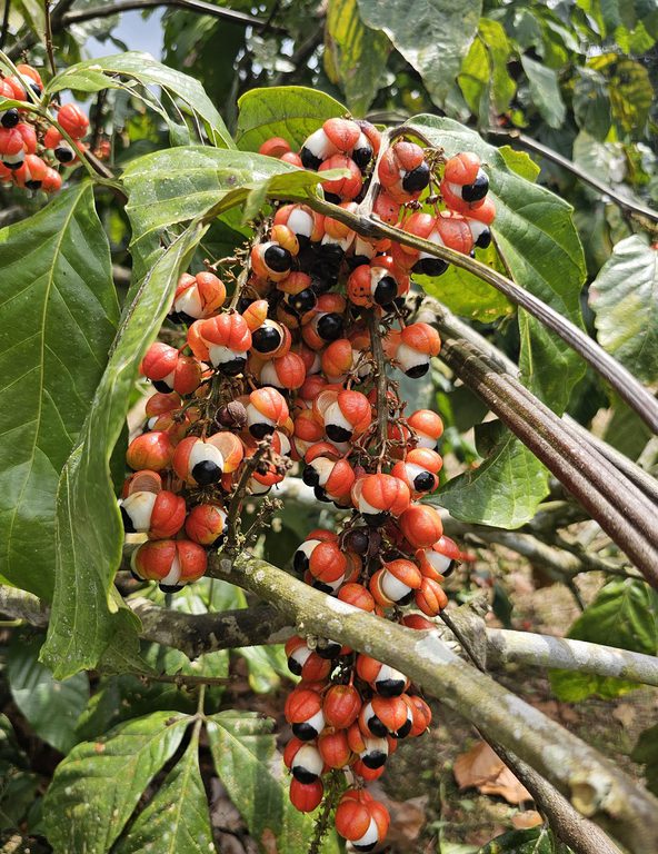 Produção de guaraná no Amazonas surpreende em 2025 com alta significativa